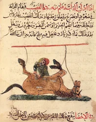 Operation an einem Pferd, Illustration aus dem 